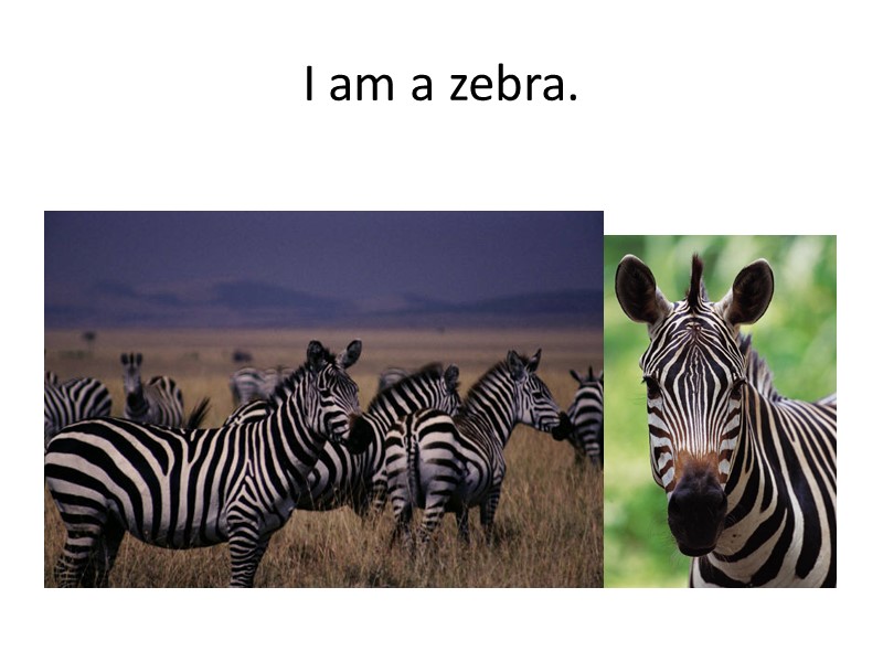 I am a zebra.
